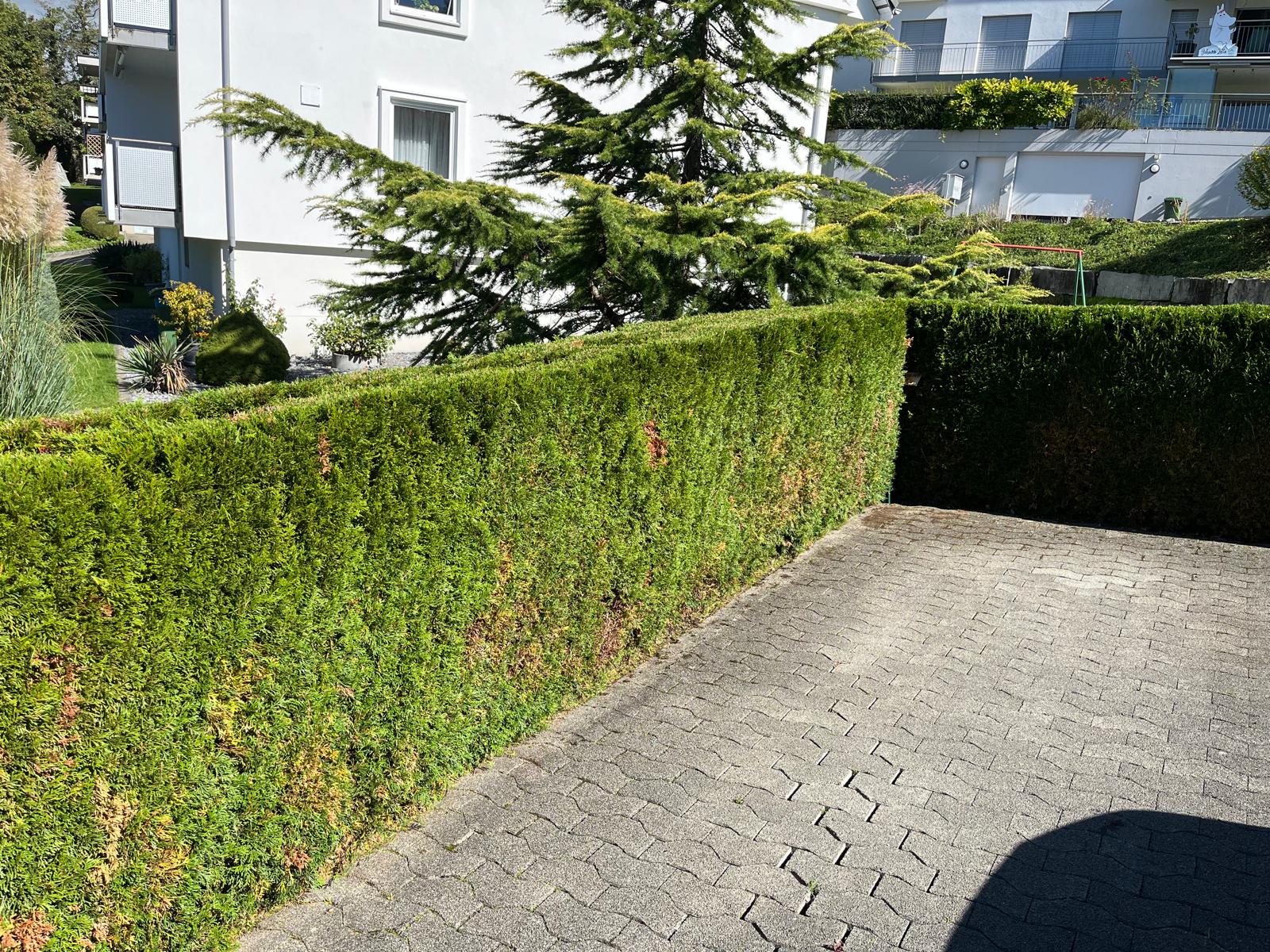 Professioneller Heckenschnitt Zürich Seebach Botanica Greiner – Hecke schneiden lassen Kosten